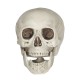 Calavera pvc 20cm