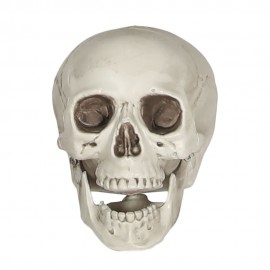 Calavera pvc 20cm